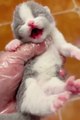 OMG So Cute ♥ Best Funny Cat Videos #FunnyCats #CuteCats #CatVideos