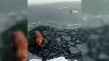 Gölete düşen köpeği donmak üzereyken kurtardılar
