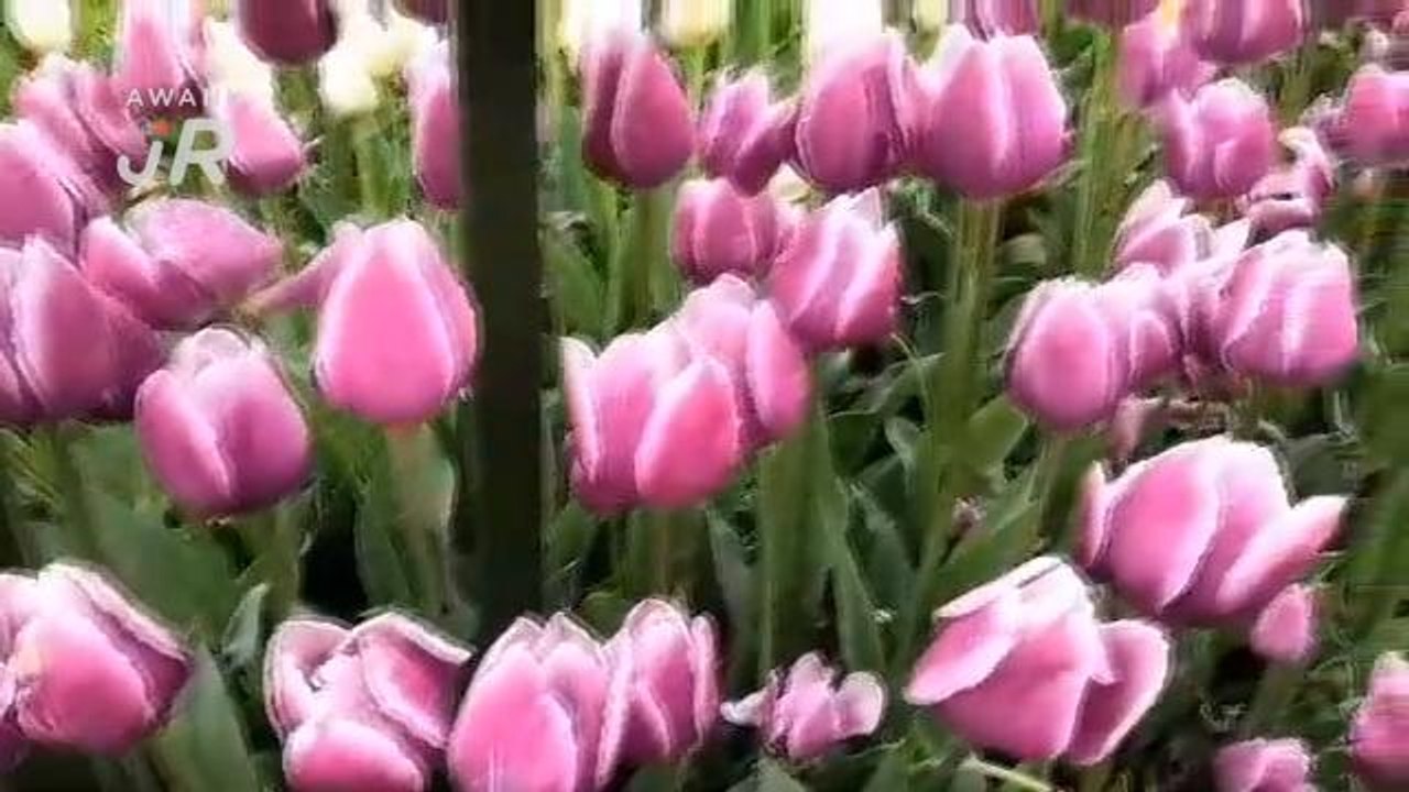 #AWANIJr: Tulip KPOP