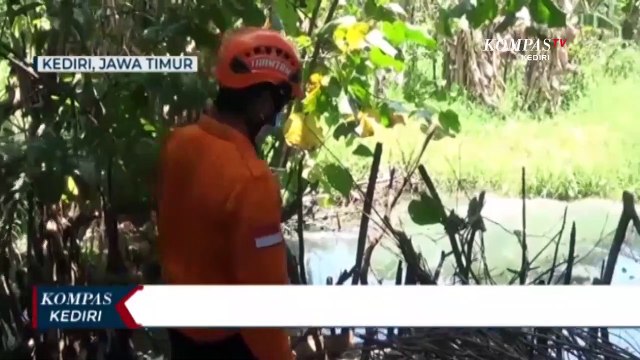 Warga Kediri Temukan Buaya Muara di Sungai Brantas