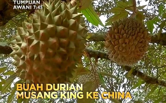 Tumpuan AWANI 7.45: Buah durian Musang King ke China & satu lagi kematian rabies