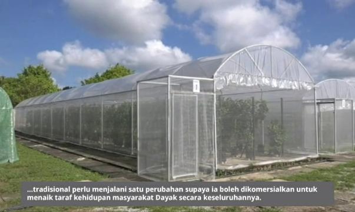 Khabar Dari Sarawak: Pesta Gawai disambut meriah, sederhana