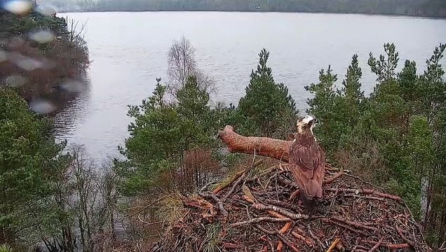 Osprey arrives at Loch of the Lowes Wildlife Reserve in record time
