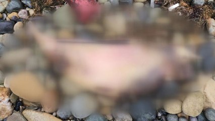 여수 해안에서 멸종 위기종 상괭이 사체 발견 / YTN