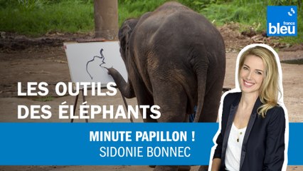 Insolite : les éléphants et leurs outils