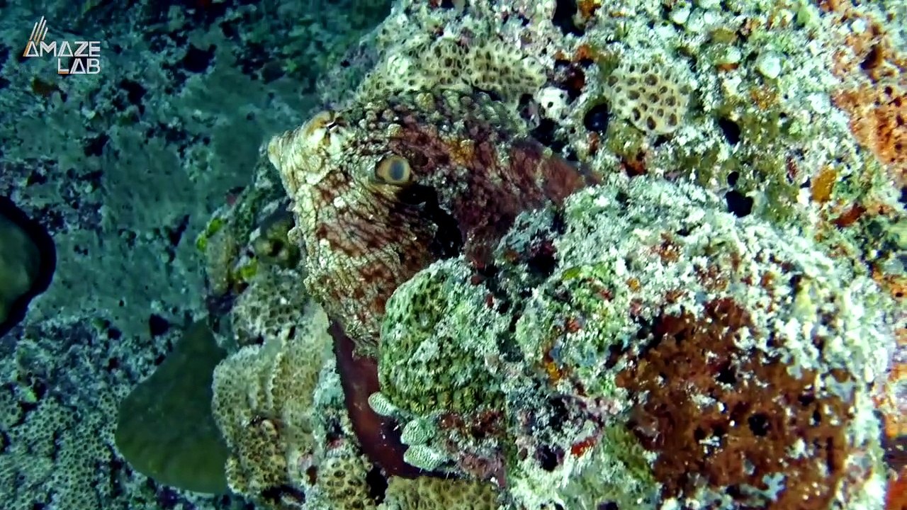 Our Oceans Octopuses Are Using Human Trash for Shelter