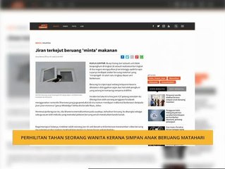 Beruang matahari minta makanan, jiran terkejut