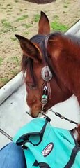 Horses Have Hankering For Fast Food