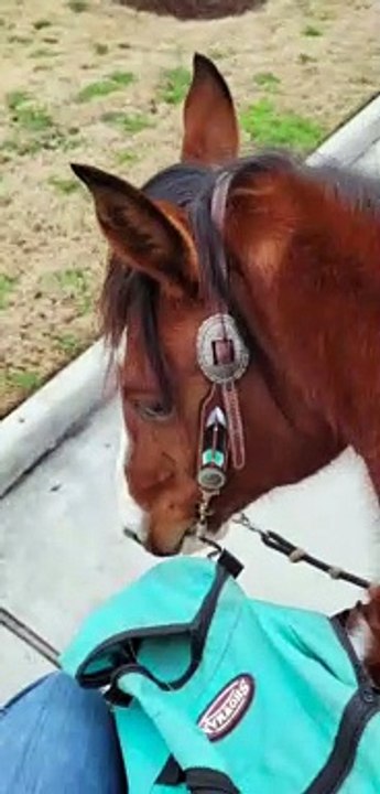 Horses Have Hankering For Fast Food