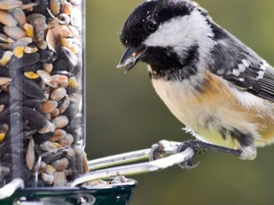 Vögel beobachten: Die besten Tipps für Anfänger