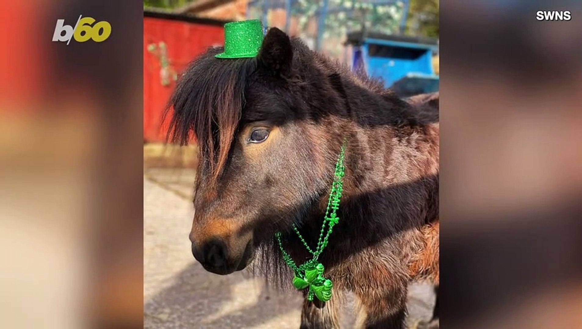 ⁣Come Celebrate St. Patrick’s Day With This Miniature Pony