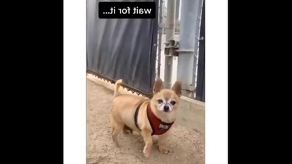 Les Animaux Les Plus Drôles  - Vidéos d'animaux Les Plus Mignons