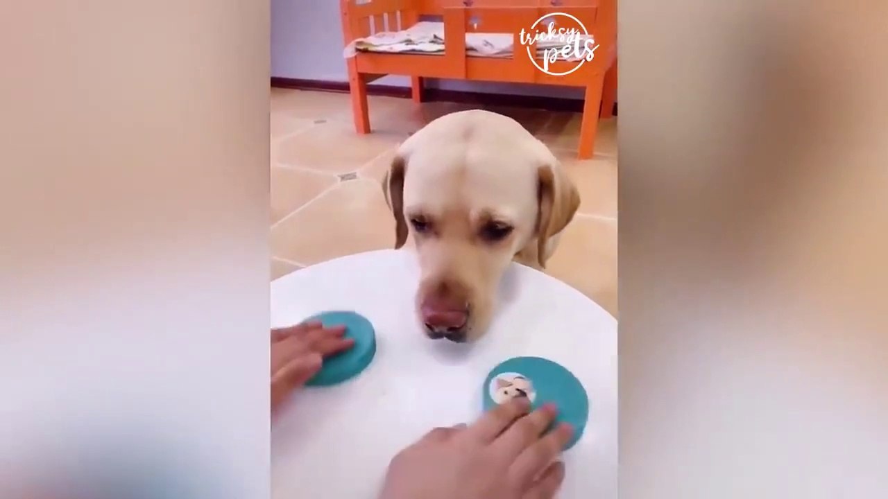 Video Drole Animaux 21 Chien Et Chat Tik Tok Compilation Dailymotion Video