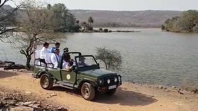रणथम्भौर राष्ट्रीय उद्यान में बाघिन एयरोहेड को देख रोमांचित हुए राज्यपाल