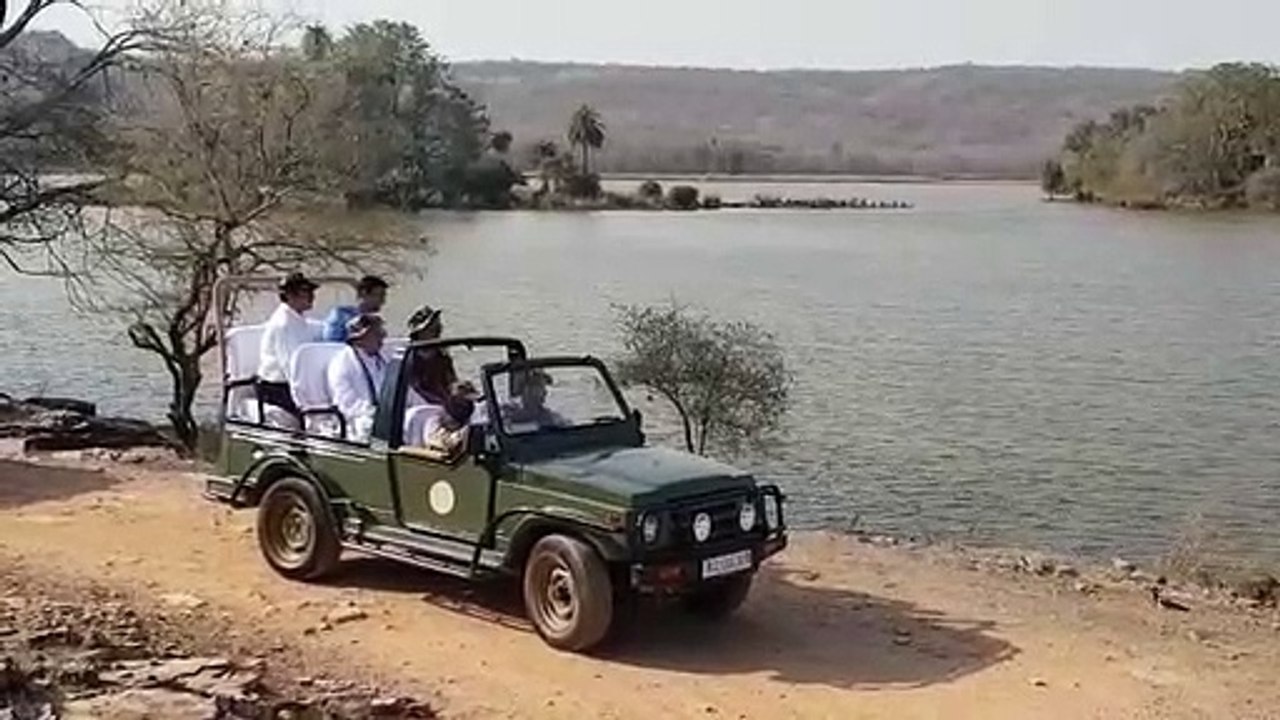 रणथम्भौर राष्ट्रीय उद्यान में बाघिन एयरोहेड को...
