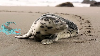 SEAL  PUPPY LOOKING FOR MUM