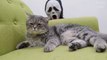 Cats vs Ghostface 2 react LOL pranks !! Scream