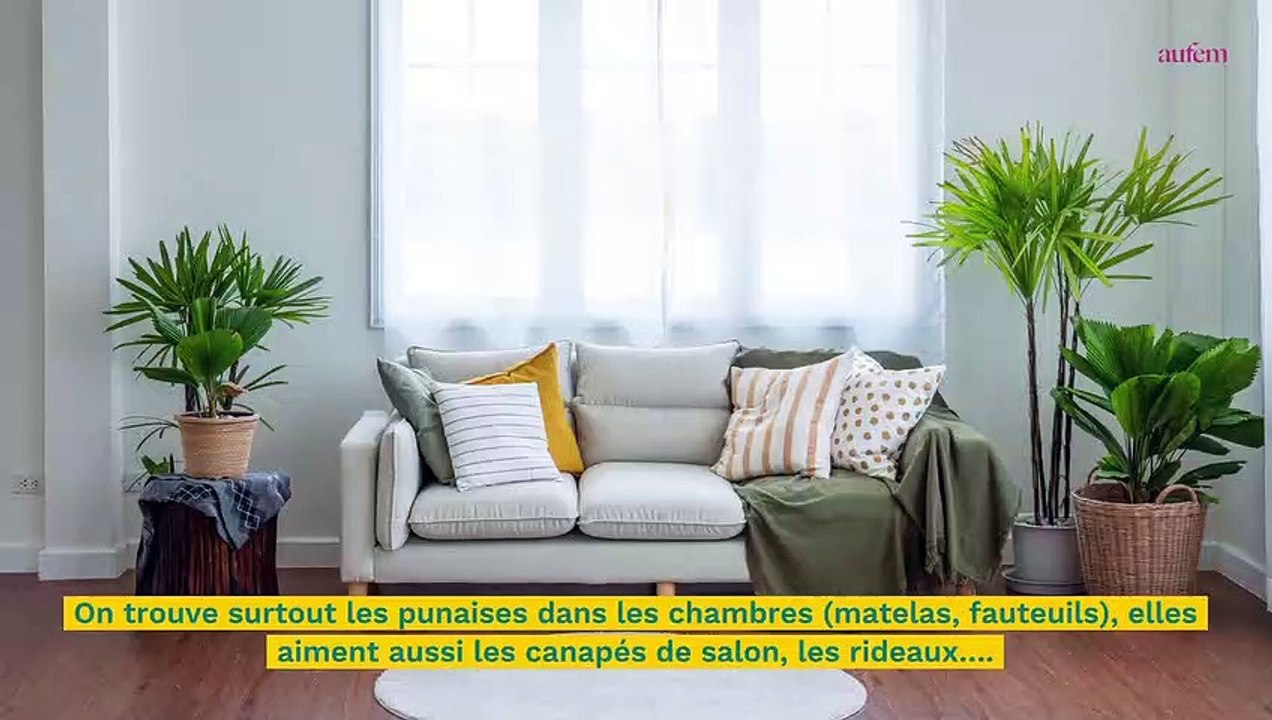 Punaises de lit : 3 signes qui prouvent que vous en avez chez vous