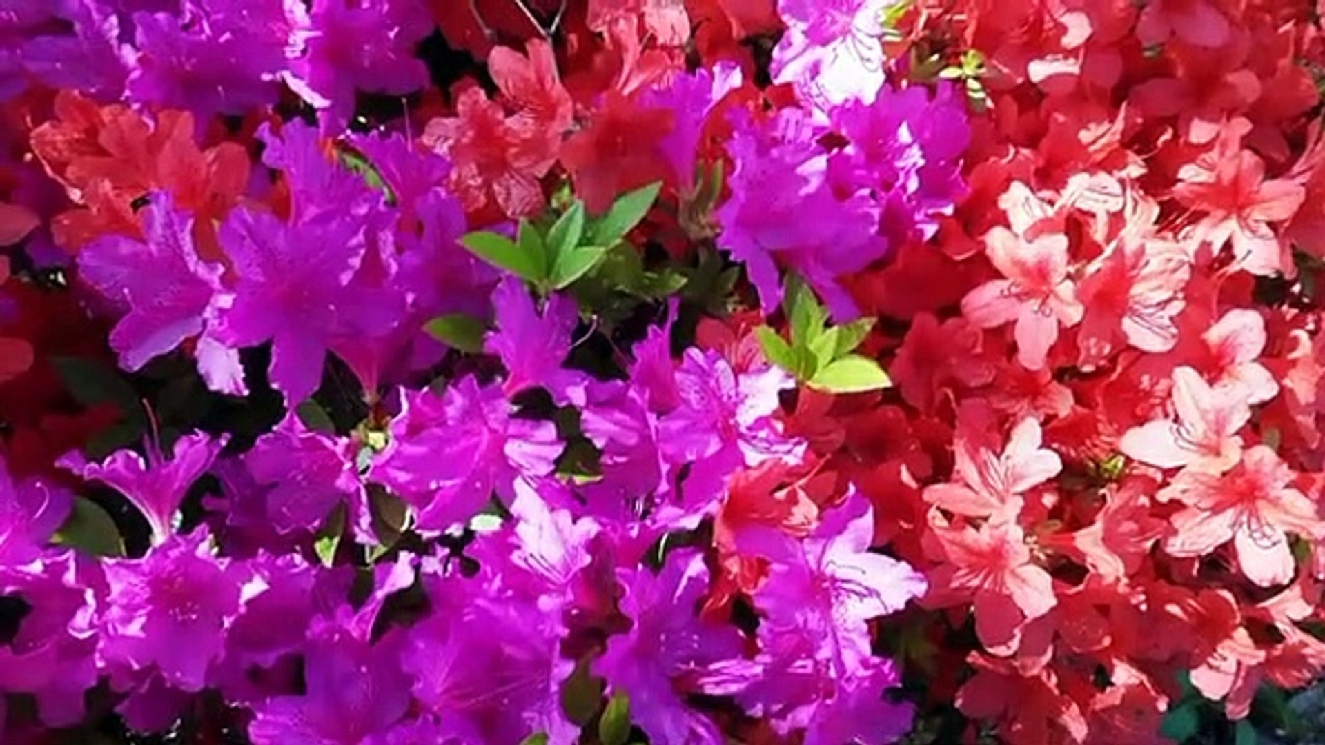 Beautiful Relaxing Music for Stress Relief • Meditation Music, Sleep music, Relaxing Music