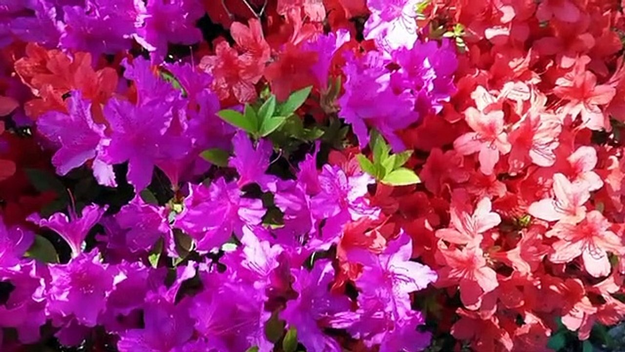 Beautiful Relaxing Music for Stress Relief • Meditation Music, Sleep music, Relaxing Music