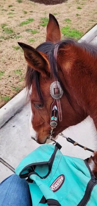 Horses Have Hankering For Fast Food