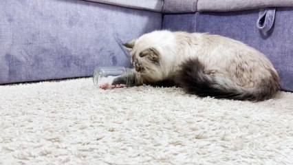 Food-Obsessed Cat Learns How To Get Food Out of a Jar