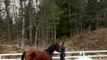 Horse Attempting Side-Walk Hops Like Rabbit Instead