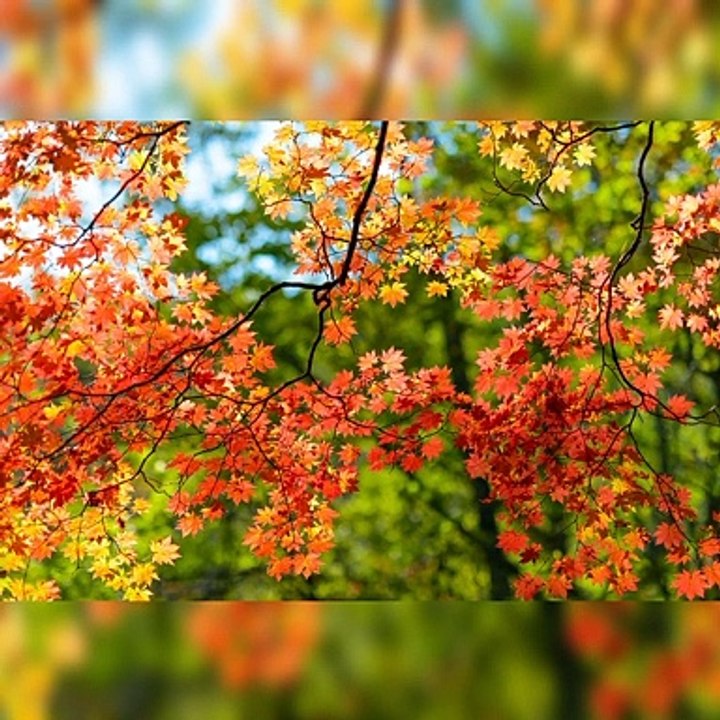 Beautiful autumn