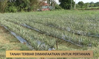 Khabar Dari Kelantan: Tanah terbiar dimanfaatkan untuk pertanian