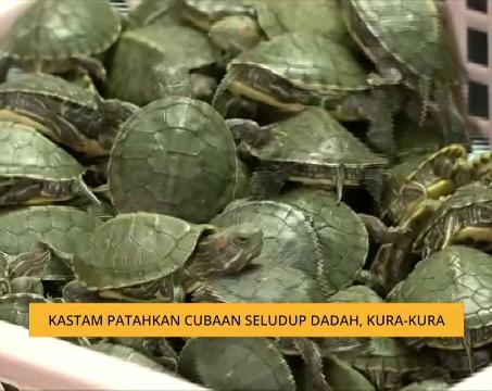 Kastam patahkan cubaan seludup dadah, kura-kura