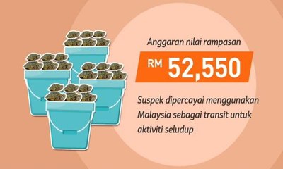 [INFOGRAFIK] Seludup kura-kura "Red Ear Slider"