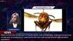 Scientists Want to Trap Murder Hornets With the Pests' Own Sex Pheromones - 1BREAKINGNEWS.COM
