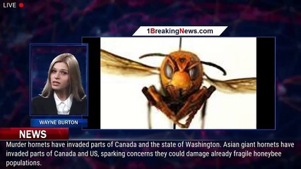 Scientists Want to Trap Murder Hornets With the Pests' Own Sex Pheromones - 1BREAKINGNEWS.COM