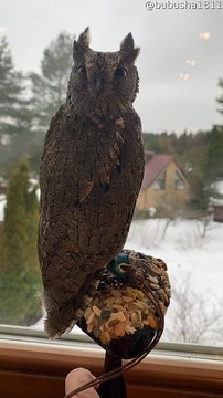 Eurasian Scops Owl Shows off Flexible Neck