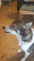 Husky Howls Following After Owner