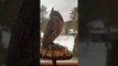 Eurasian Scops Owl Shows off Flexible Neck