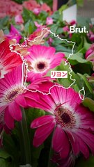 【仏リヨン 植物保護所SPV】