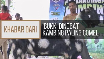 Khabar Dari Terengganu: 'Bukk' dinobat Kambing Paling Comel