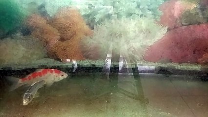 Aquarium mini terapi