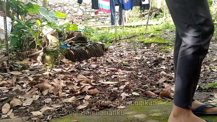Menyapu belakang rumah -- Goreng tempe mendoan -- buat cemilan sore hari
