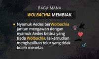 [INFOGRAFIK] Apa itu Wolbachia?