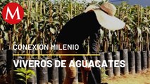 Viveros de aguacates en Michoacán | Conexión Milenio
