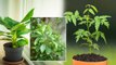 घर में कौन सा पौधा लगाना चाहिए | Ghar me Kaunsa Paudha lgana chahiye | Boldsky
