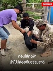 (คลิป) ผงะ.. "จงอางตัวเขื่อง" ตามหาคู่หลบร้อนเข้าตู้โชว์บ้านคน