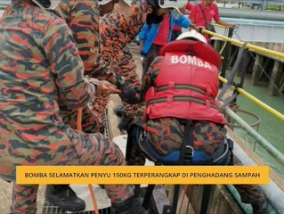 Bomba selamatkan penyu 150kg terperangkap di penghadang sampah