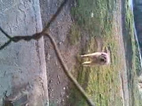 Emie Strang & Linds font tout pété même le chien !