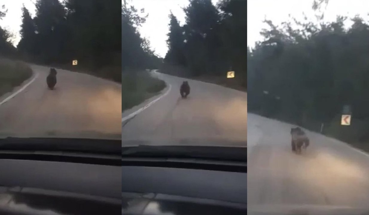 Köye inen ayıyı otomobille kovaladılar