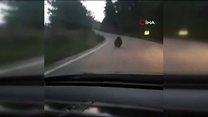 Köye inen ayıyı otomobille kovaladılar