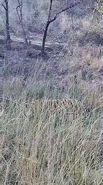 बाघ की हालत में सुधार, वन विभाग जुटा मॉनिटरिंग में