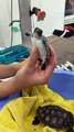 WWF-Australia turtle hatchling rescue | ACM | 15-3-2022